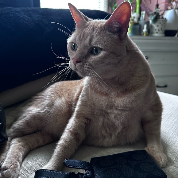 ๐พ๐โโฌ MYSTERY FUR-BABY THEMED ITEM๐ ๐ดโโ ๏ธ - Picture 4 of 4